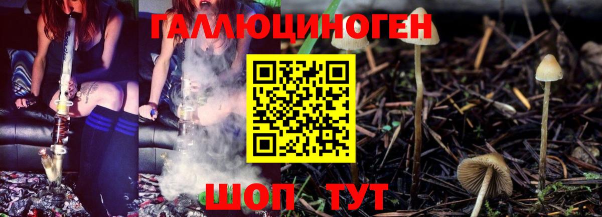 Псилоцибиновые грибы GOLDEN TEACHER  Вход с VPN  Десногорск  Галлюциногенные грибы Psilocybe 